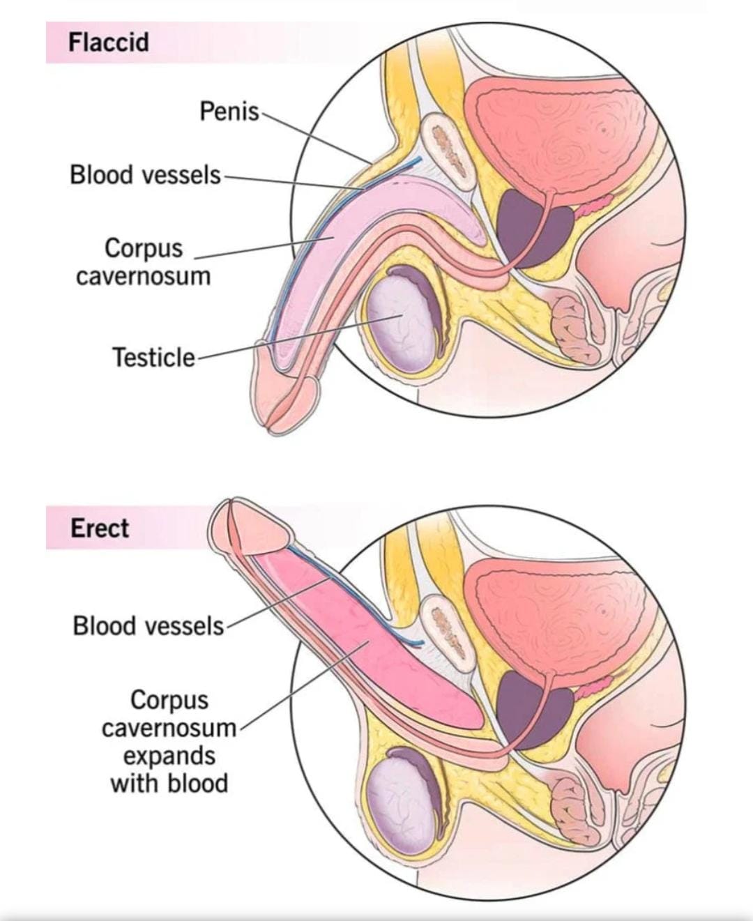 Da' Zeagra Power Oil
